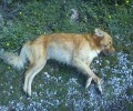 Λέσβος: Πυροβόλησε και σκότωσε τον αδέσποτο σκύλο